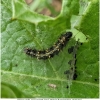 van cardui larva2 don